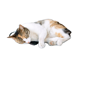 A Calico Cat Peacefully Sleeps In A Stroller, Capturing A Serene Pet Moment. 13817 - Cat PNG image with transparent background